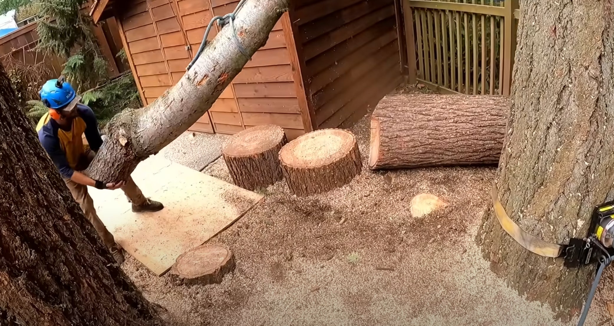 Professional tree service in Eastvale, CA