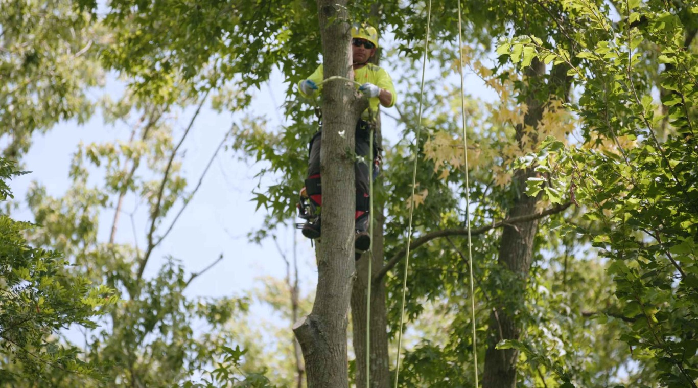 Tree Health & Maintenance in Eastvale, CA